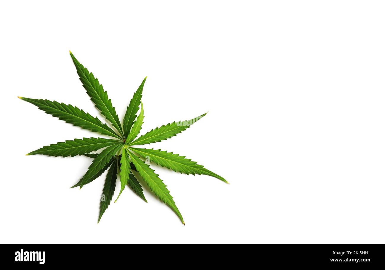 Ensemble de feuilles de cannabis isolées sur fond blanc. Banque D'Images