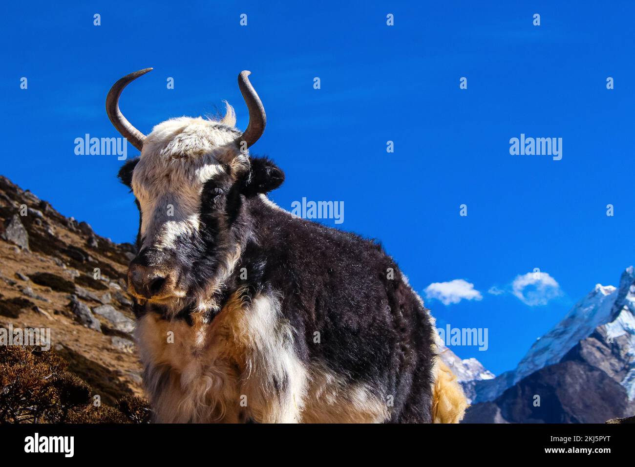 Vache de l'Himalaya Yak transportant des marchandises essentielles dans le camp de base de l'Everest avec le dengboche de montagne d'Ama Dablam en arrière-plan. Banque D'Images