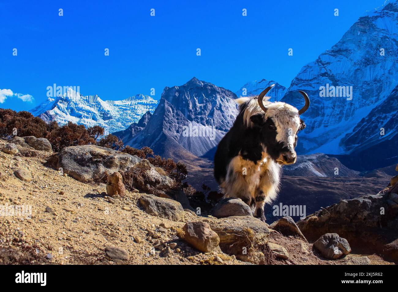 Vache de l'Himalaya Yak transportant des marchandises essentielles dans le camp de base de l'Everest avec le dengboche de montagne d'Ama Dablam en arrière-plan. Banque D'Images