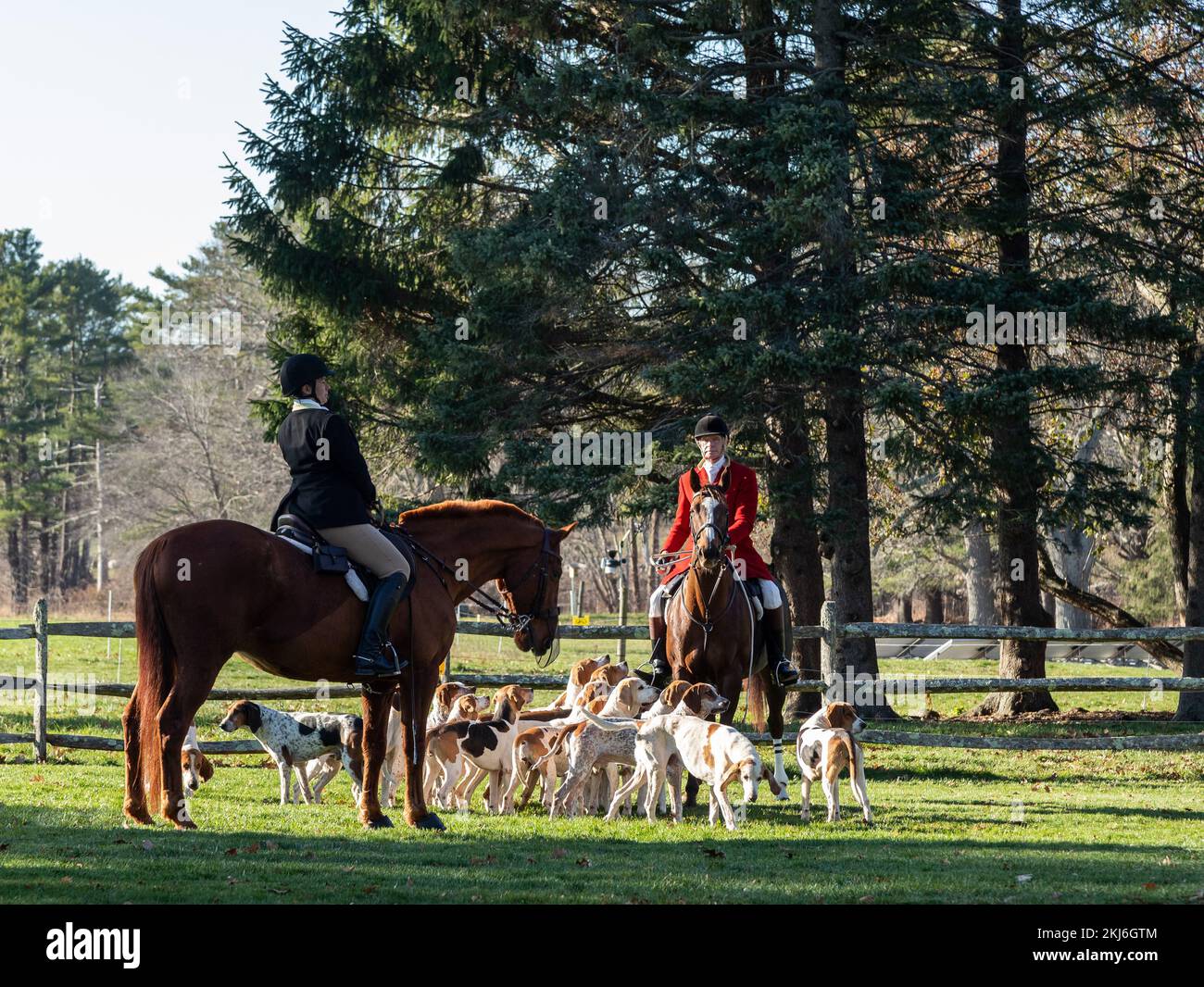 24 novembre 2022. Ipswich, ma. Chasse de Thanksgiving à Appleton Farms. © Marilyn Humphries, 2022 Banque D'Images