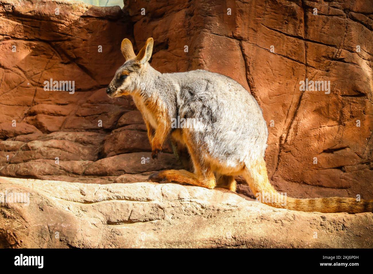 Kangourou australien au zoo animalier de Sydney Banque D'Images