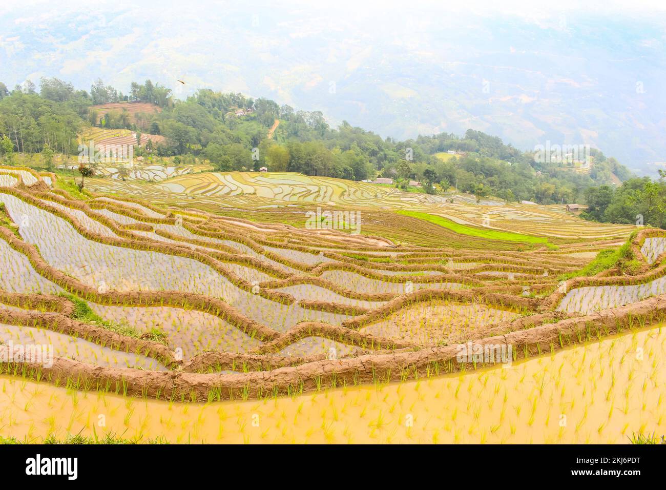Plantation et champs de riz paddy de magnifiques champs de riz en Asie , Terathum, Népal Banque D'Images