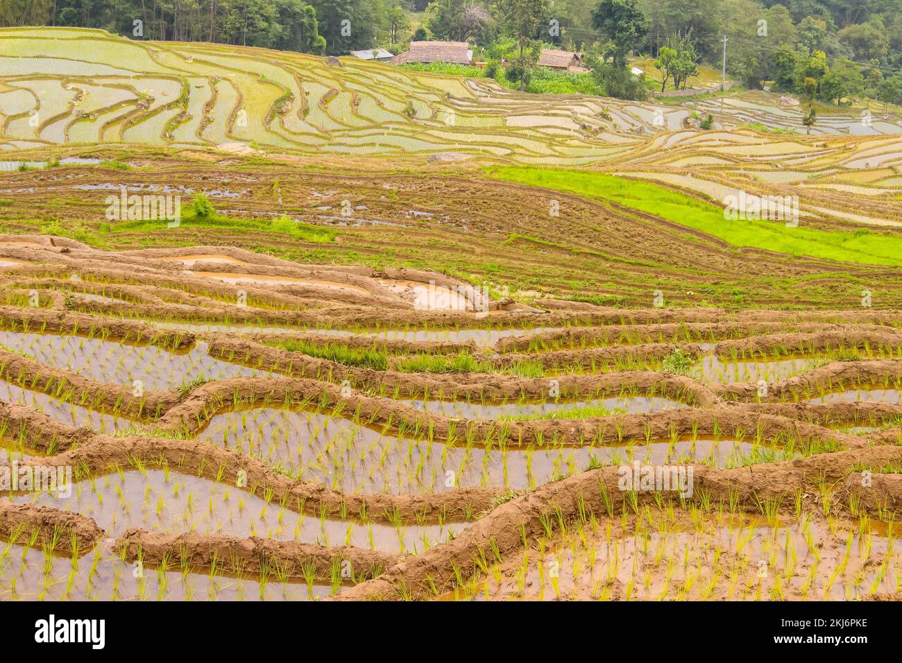 Plantation et champs de riz paddy de magnifiques champs de riz en Asie , Terathum, Népal Banque D'Images