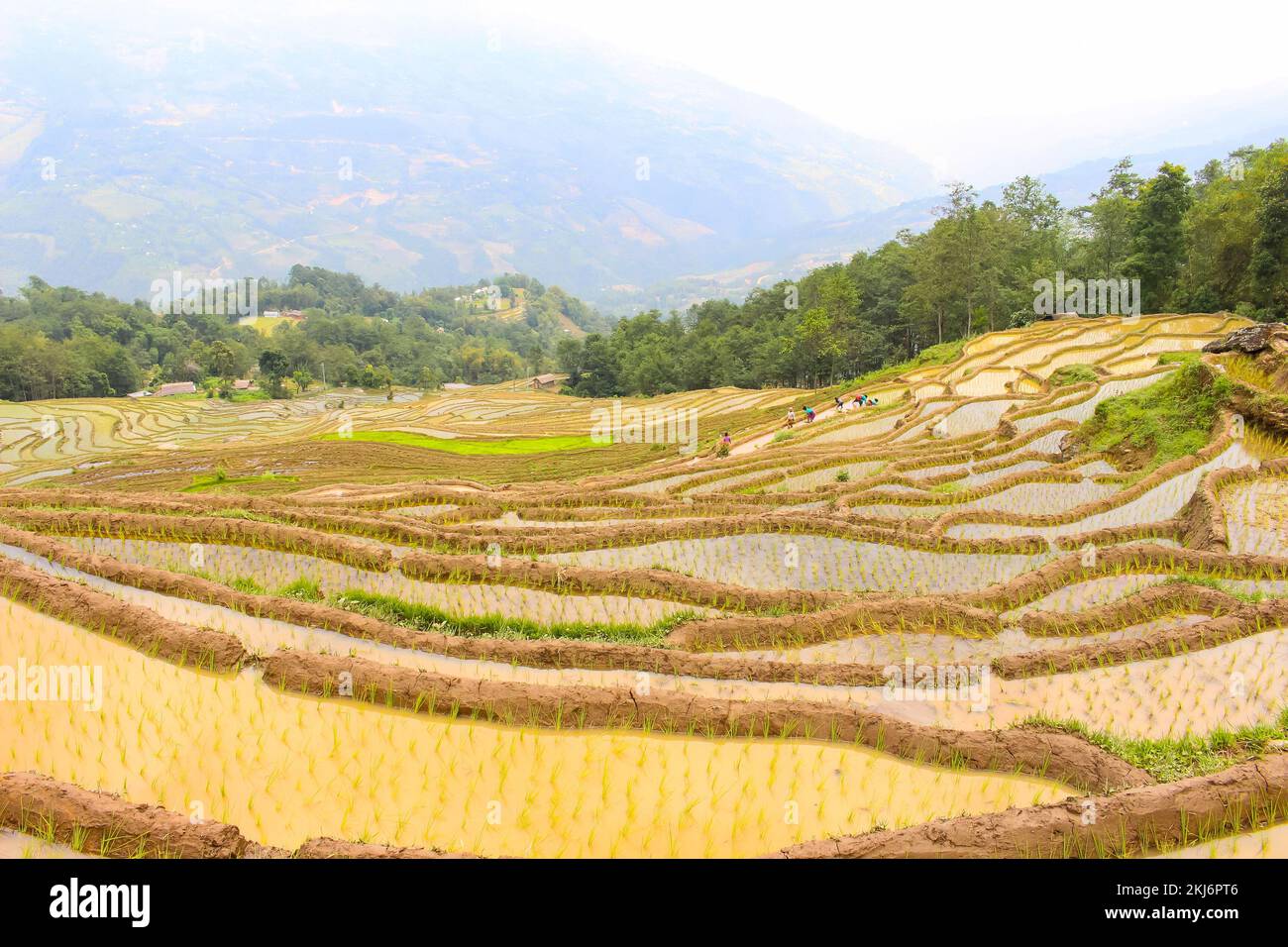 Plantation et champs de riz paddy de magnifiques champs de riz en Asie , Terathum, Népal Banque D'Images