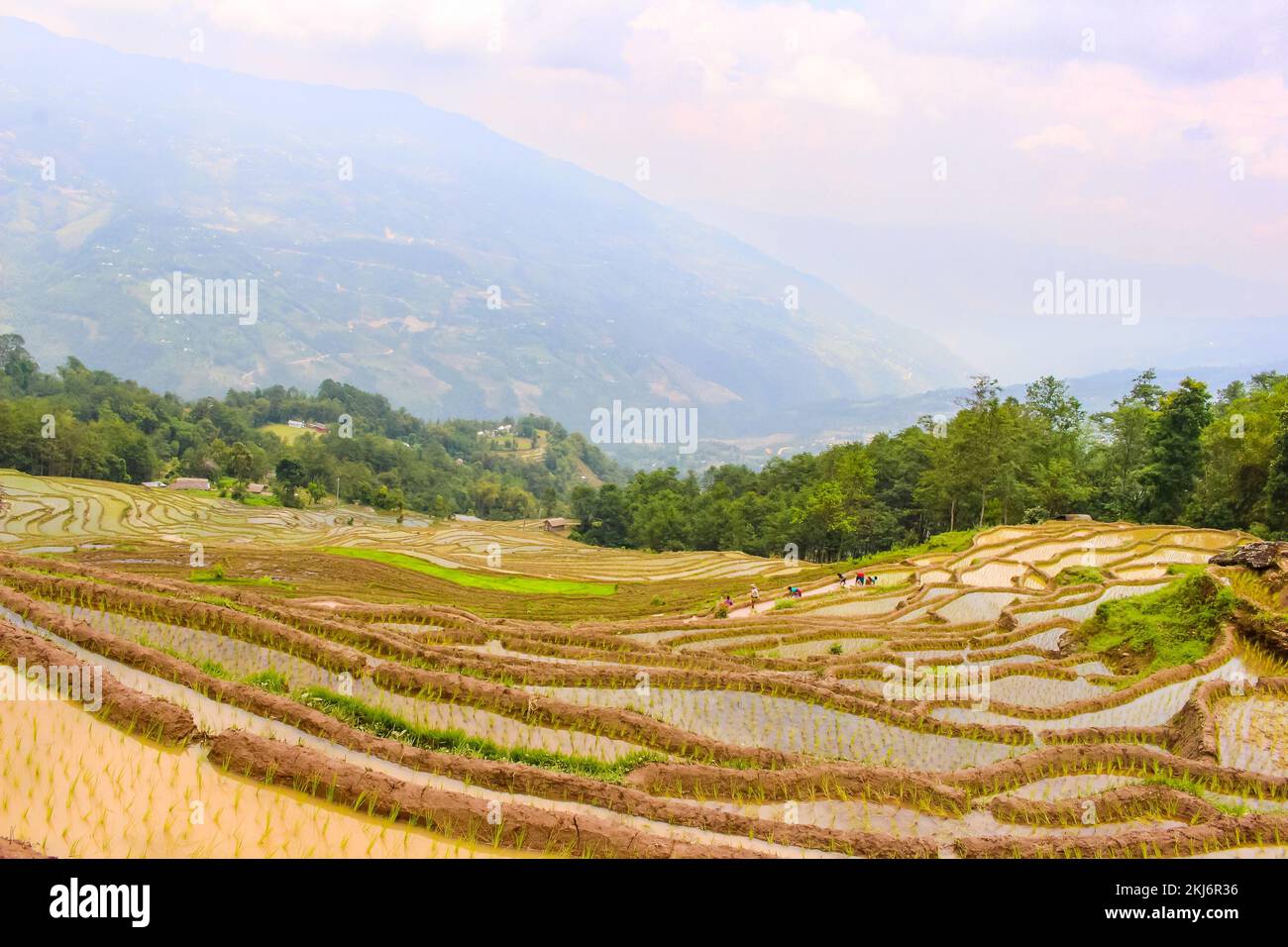 Plantation et champs de riz paddy de magnifiques champs de riz en Asie , Terathum, Népal Banque D'Images