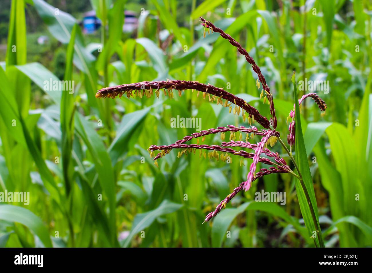 Champ de riz. Gros plan sur le champ de riz paddy rouge au Népal. Belle vue rapprochée des champs de riz bio Banque D'Images