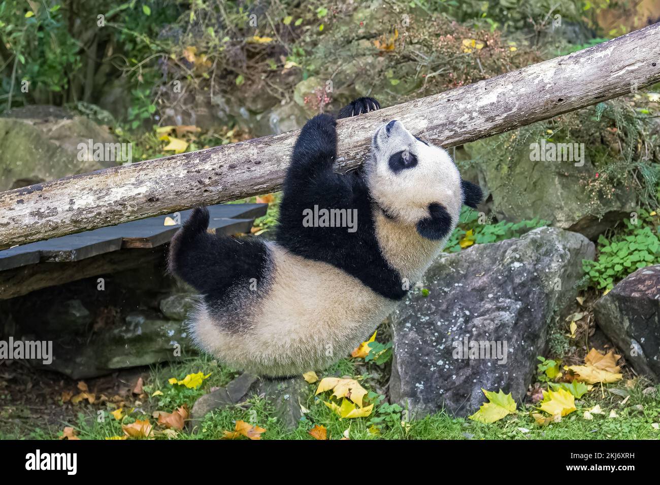 Un panda géant de bébé qui joue accroché à une branche Banque D'Images