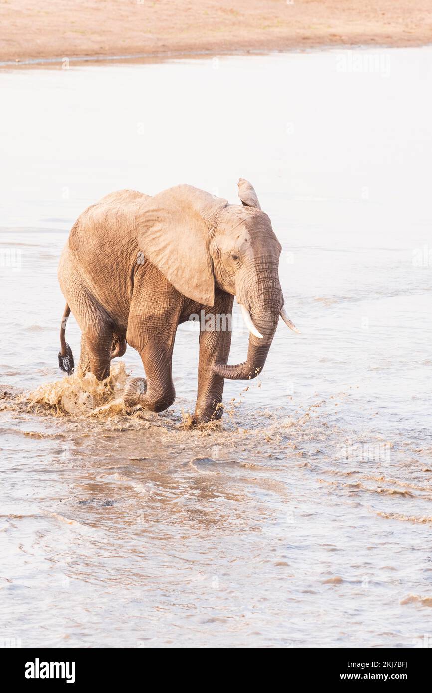 Éléphant(s) traversant la rivière luangwa dans le sud de luangwa, en Zambie Banque D'Images