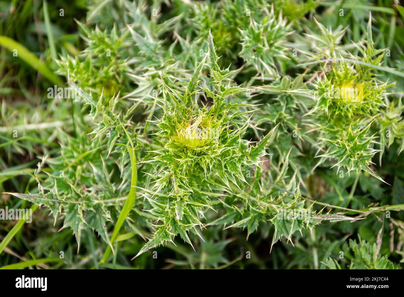Chardon de tête (Carduus nutans) feuilles de Spiny vertes vue rapprochée dans la chaîne de montagnes Khvamli en Géorgie. Banque D'Images