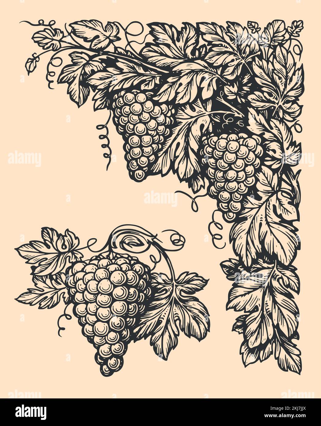 Illustration vintage de branche de raisin avec feuilles. Élément de cadre d'angle pour la conception d'étiquettes. Vecteur d'esquisse de style rétro Illustration de Vecteur