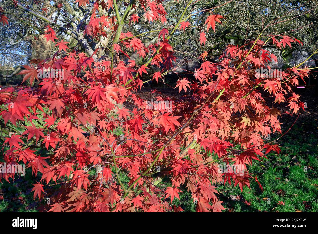 Acer Japonica arbres pendant l'automne, Bute Park, Cardiff. Pris en novembre 2022. Hiver / automne. cym Banque D'Images