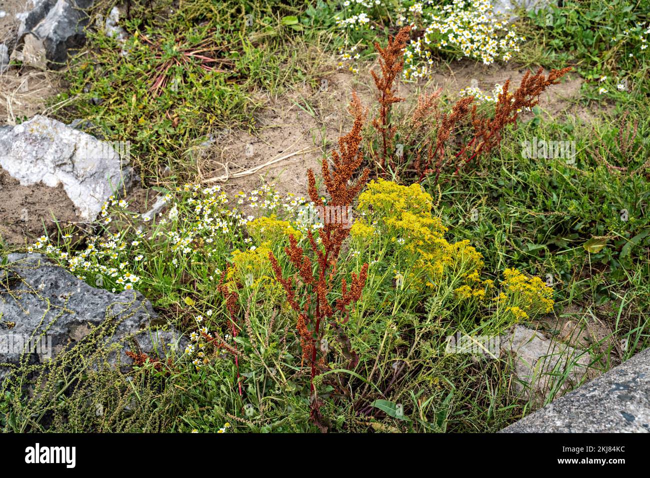 Plantes et fleurs côtières Banque D'Images