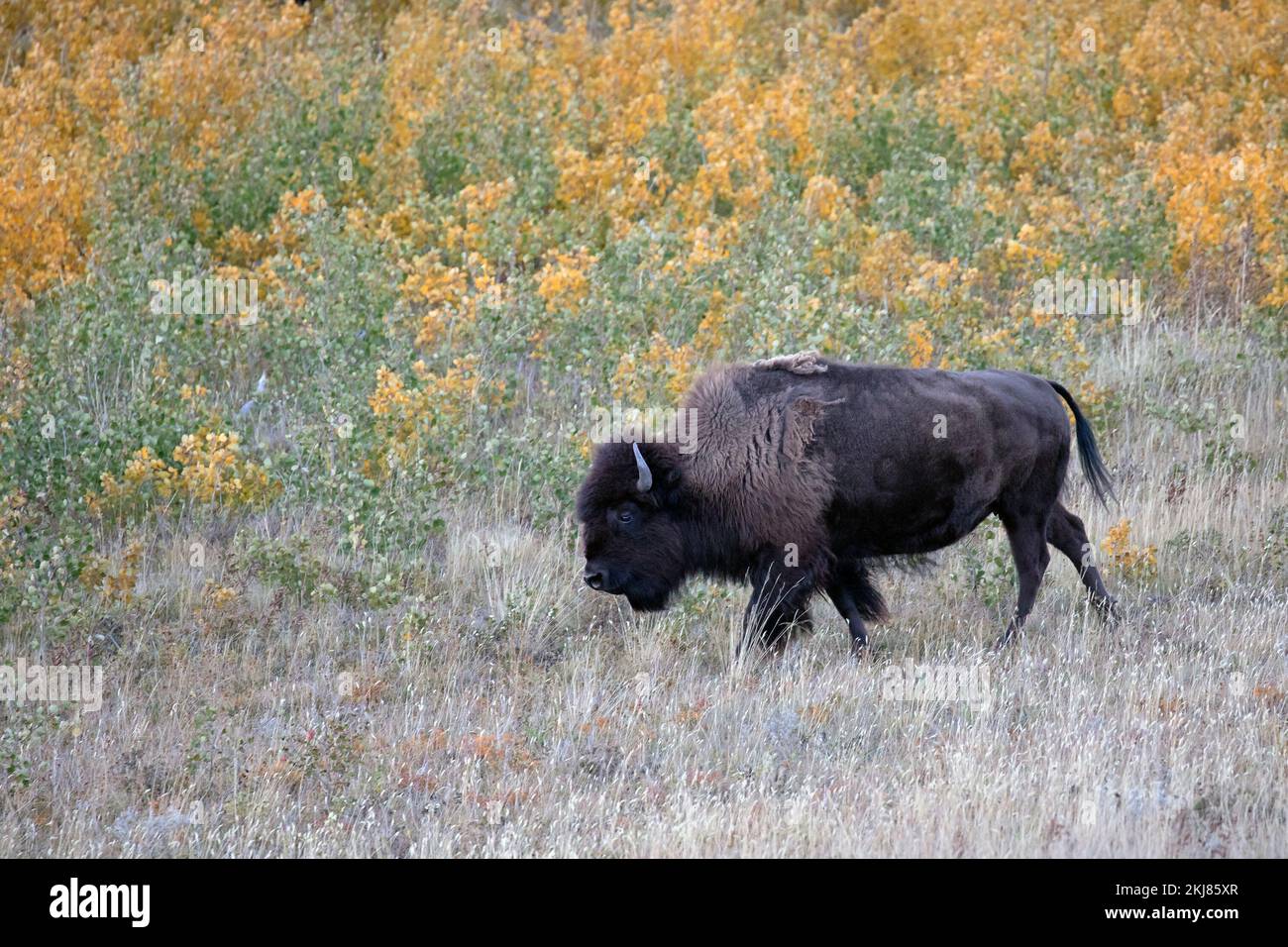 Bison des prairies femelle marchant dans le prublot de peupliers des Prairies dans le parc national des Lacs-Waterton, Canada (Bison bison) Banque D'Images