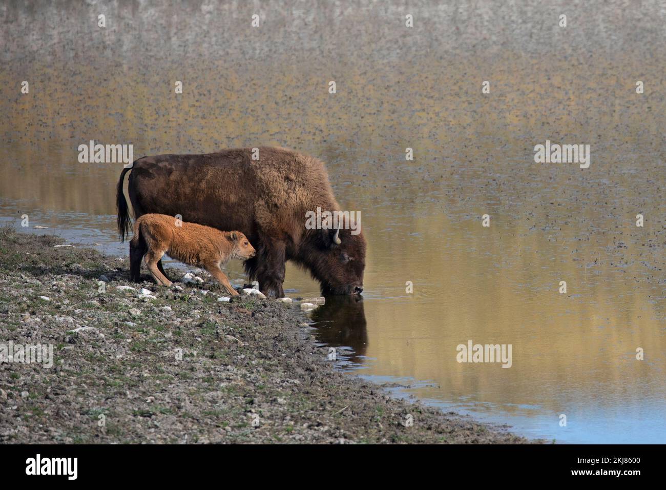 Mère de bison des plaines avec eau potable de veau provenant d'un lac kettle en terrain glacié, parc national des Lacs-Waterton, Canada (Bison bison) Banque D'Images