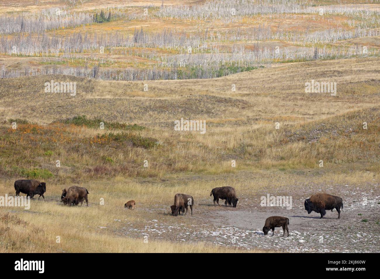 Troupeau de bisons des plaines broutant dans les prairies de fétuque rugueuse du parc national des Lacs-Waterton, Canada. Régénération de l'habitat brûlé après un feu de forêt. Banque D'Images