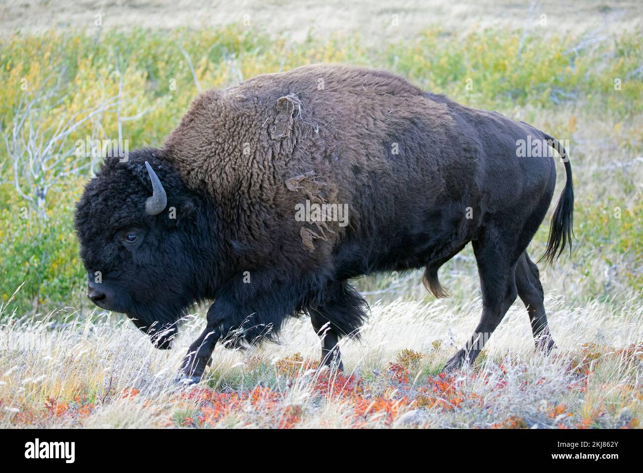 Bisons des plaines bull marchant dans la prairie dans le parc national des Lacs-Waterton, Canada (Bison bison) Banque D'Images