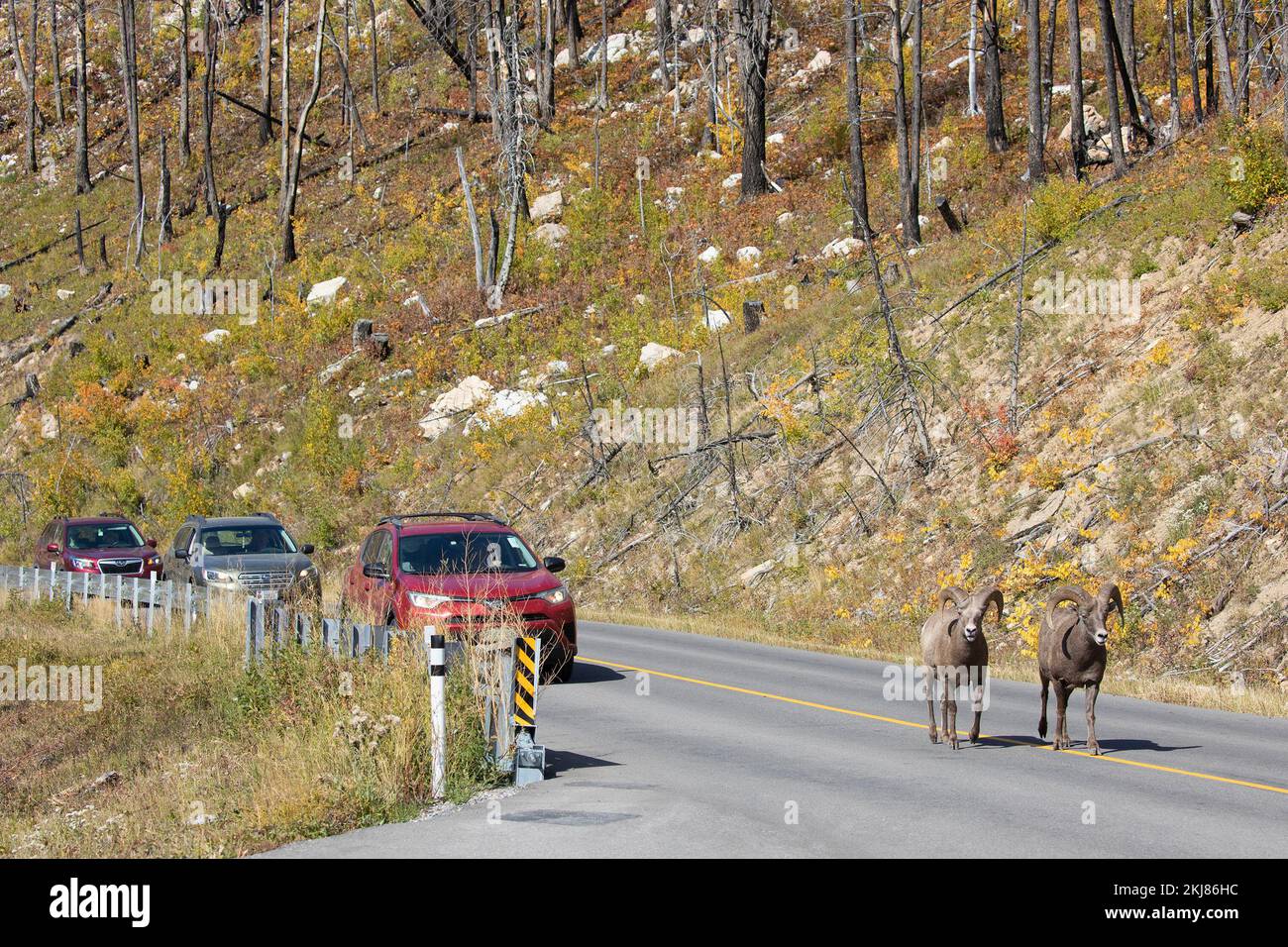 Les béliers de mouflons qui traversent une route ont une voie d'accès au-dessus de la circulation d'attente dans le parc national des Lacs-Waterton, Alberta, Canada. Ovis canadensis. Banque D'Images