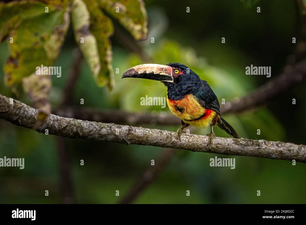Araçari (Pteroglossus torquatus) perchée image prise au Panama Banque D'Images