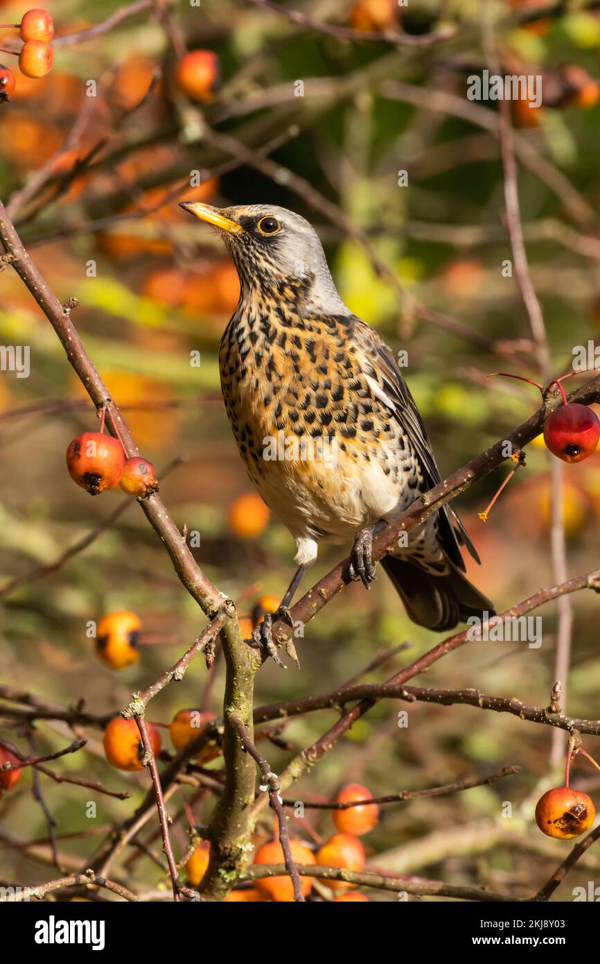 Champ perché dans un arbre de Crabapple Banque D'Images