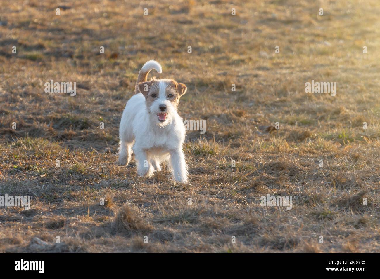 Chien de race Jack Russel Terrier à l'extérieur dans la nature, le jour du printemps du parc d'herbe Banque D'Images