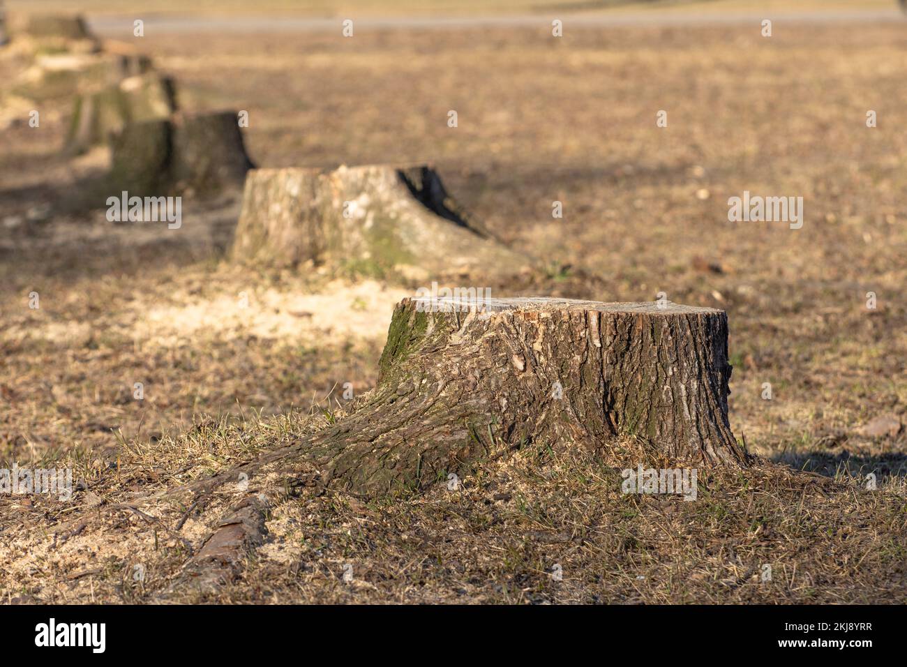 Une rangée de souches, d'arbres sciés dans le parc au printemps Banque D'Images