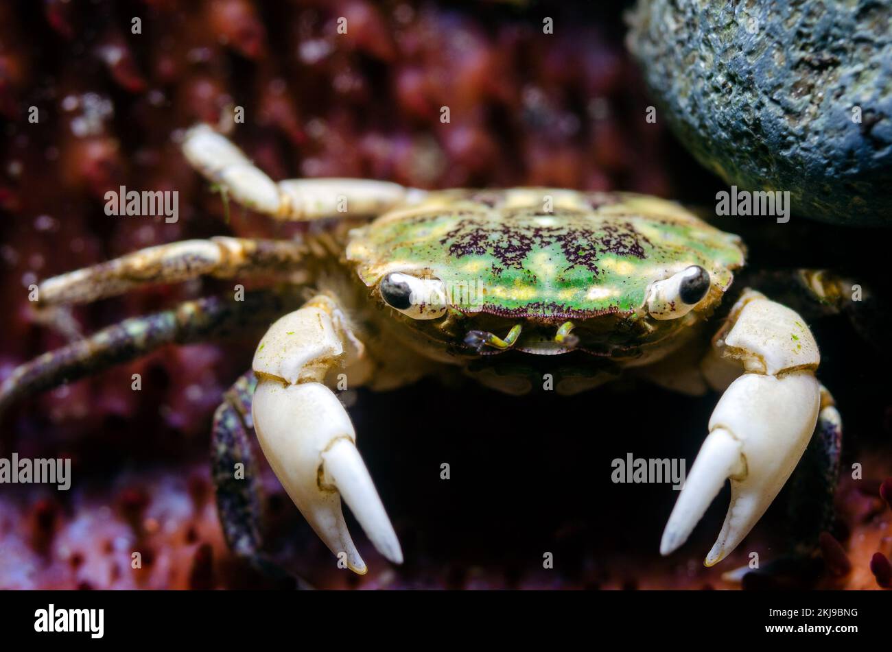 Crabe de petite côte, Colombie-Britannique, Canada Banque D'Images