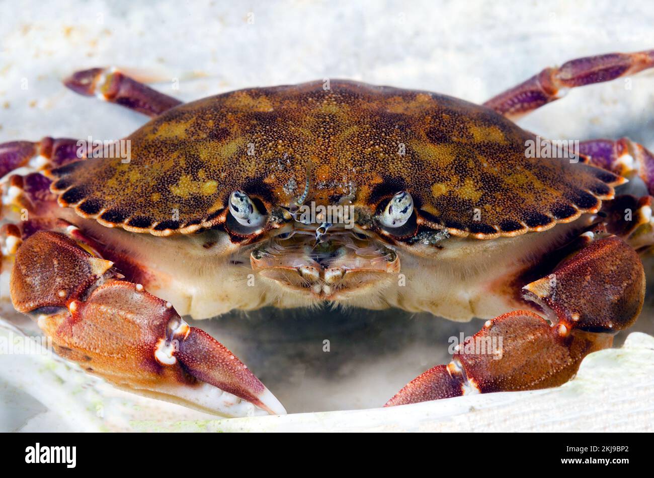 Red Rock Crab, Colombie-Britannique Canada Banque D'Images