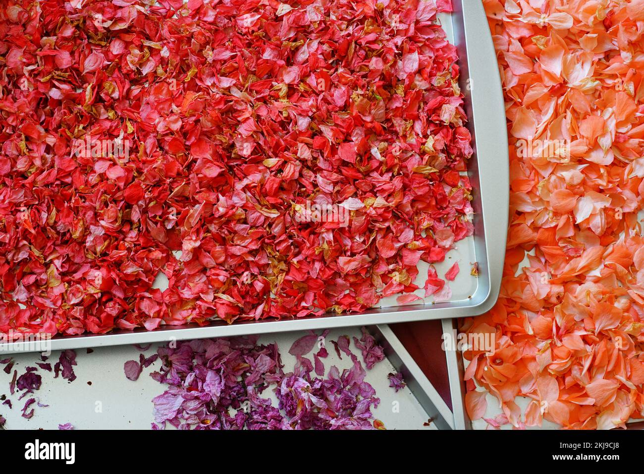 Pétales séchés de fleurs de coings fleuries japonaises de couleur abricot (Chaenomeles) Banque D'Images
