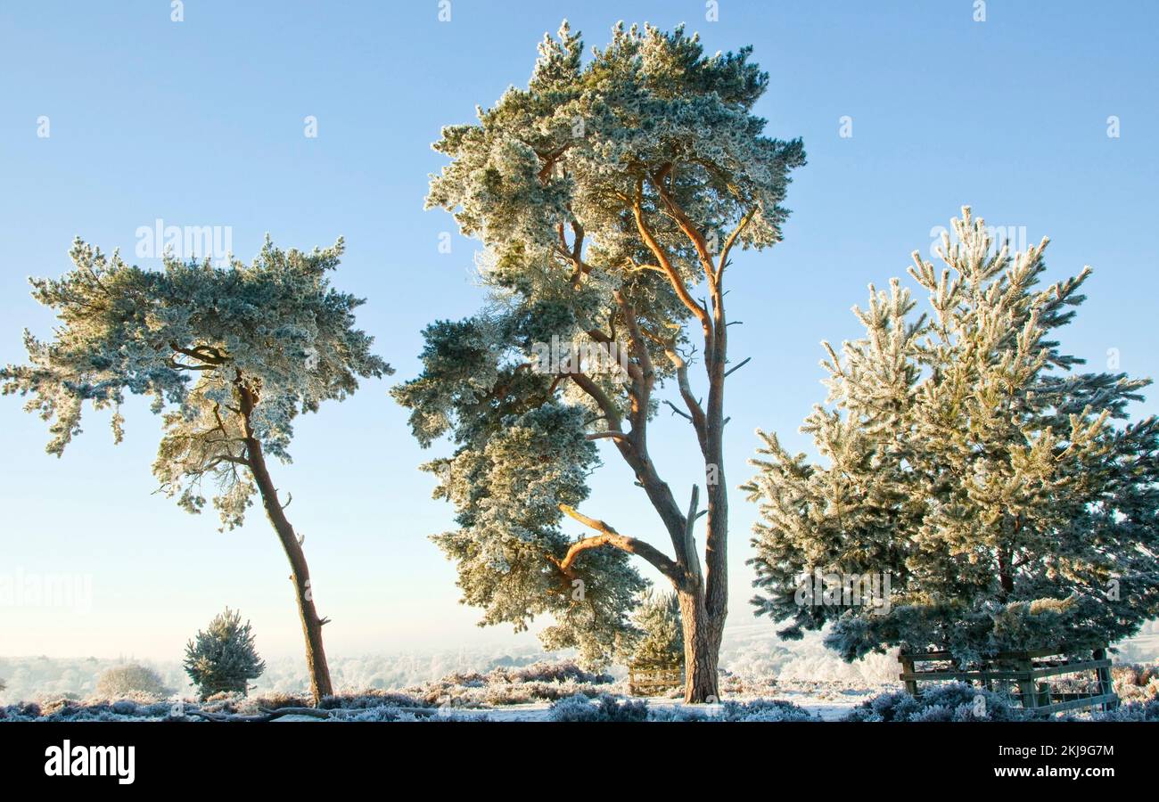 Le gel sévère s'accroche aux arbres au début de l'hiver sur Cannock Chase AONB (région d'une beauté naturelle exceptionnelle) dans le Staffordshire, Angleterre, Royaume-Uni Banque D'Images