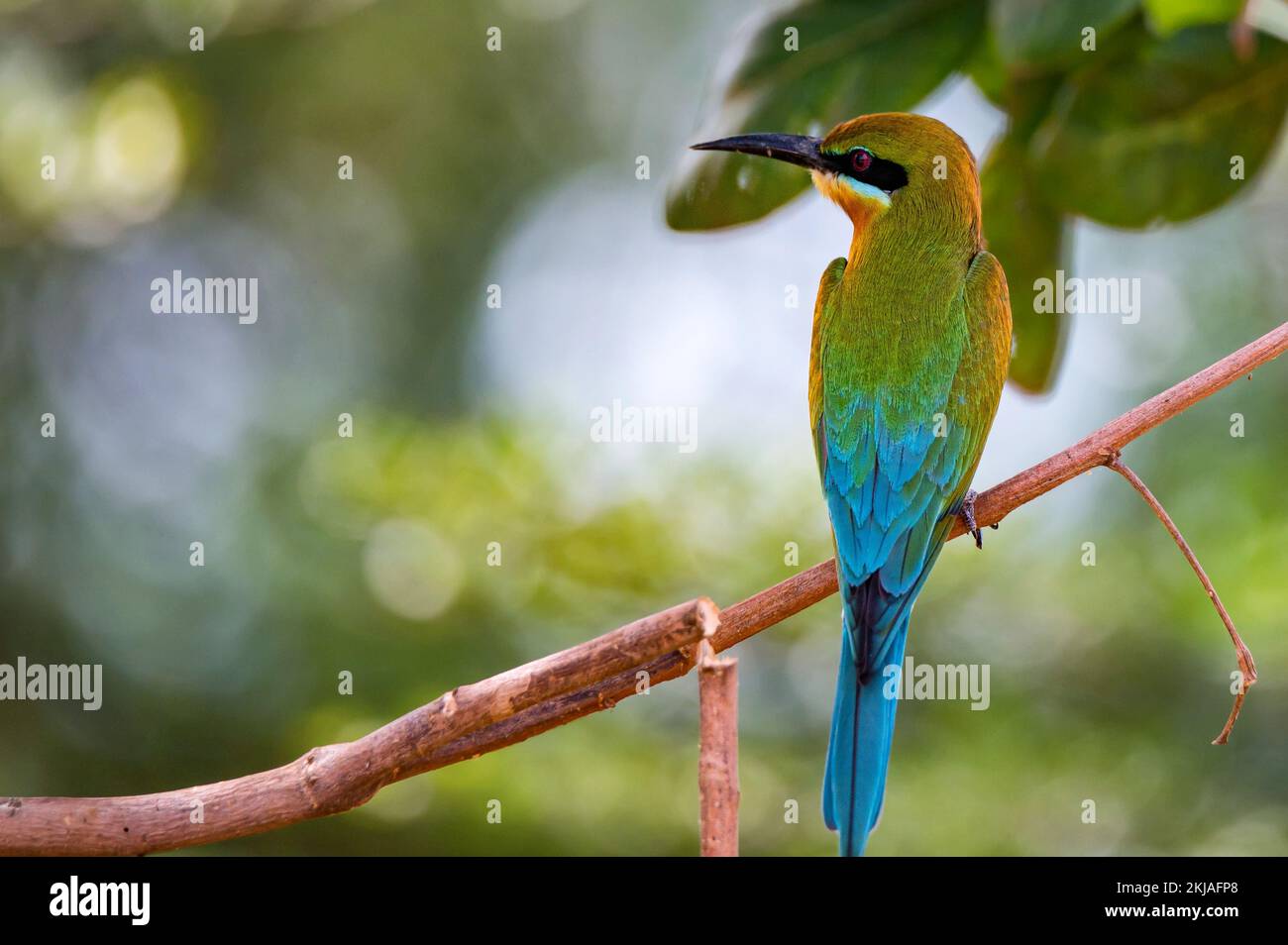 Blue-tailed Bee-eater Merops philippinus ou perches on tree branch Banque D'Images