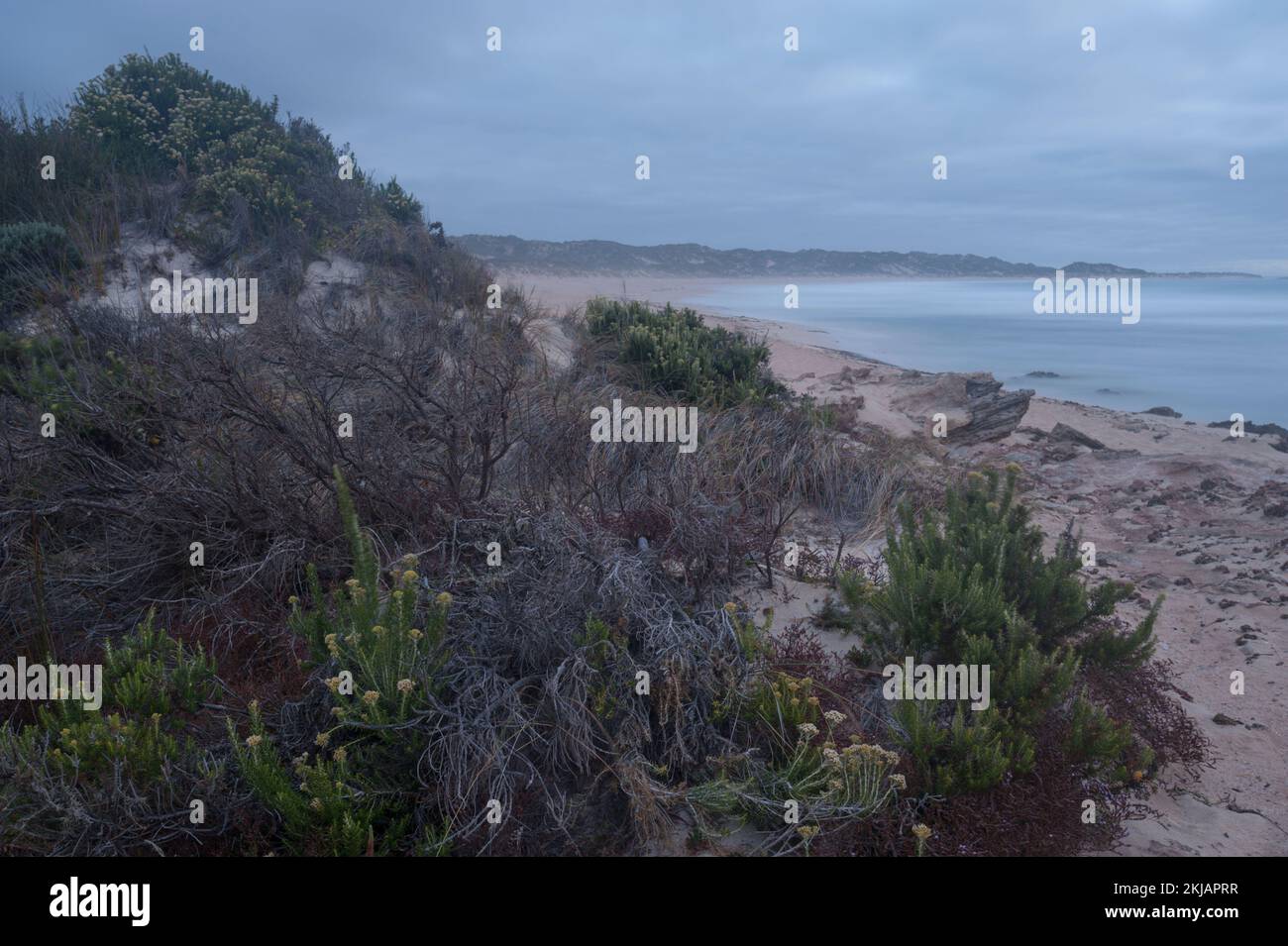 Les plantes côtières indigènes sont secouées par le vent au bord de West Beach, à Robe, en Australie méridionale. Banque D'Images
