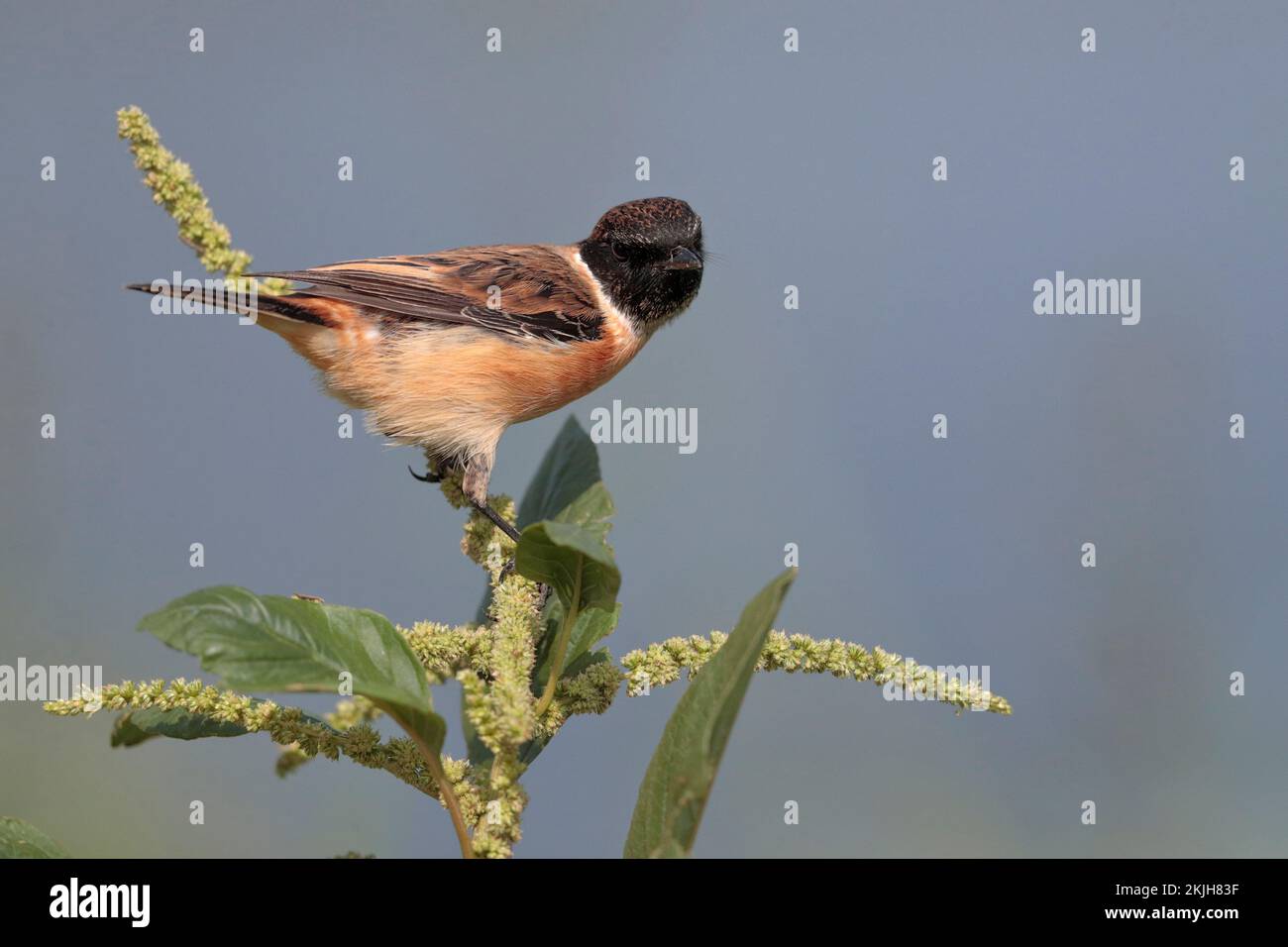 Amour Stonechat (Saxicola stejnegeri), oiseau unique perché sur la végétation, réserve naturelle de mai po, nouveaux Territoires, Hong Kong, Chine novembre 2022 Banque D'Images