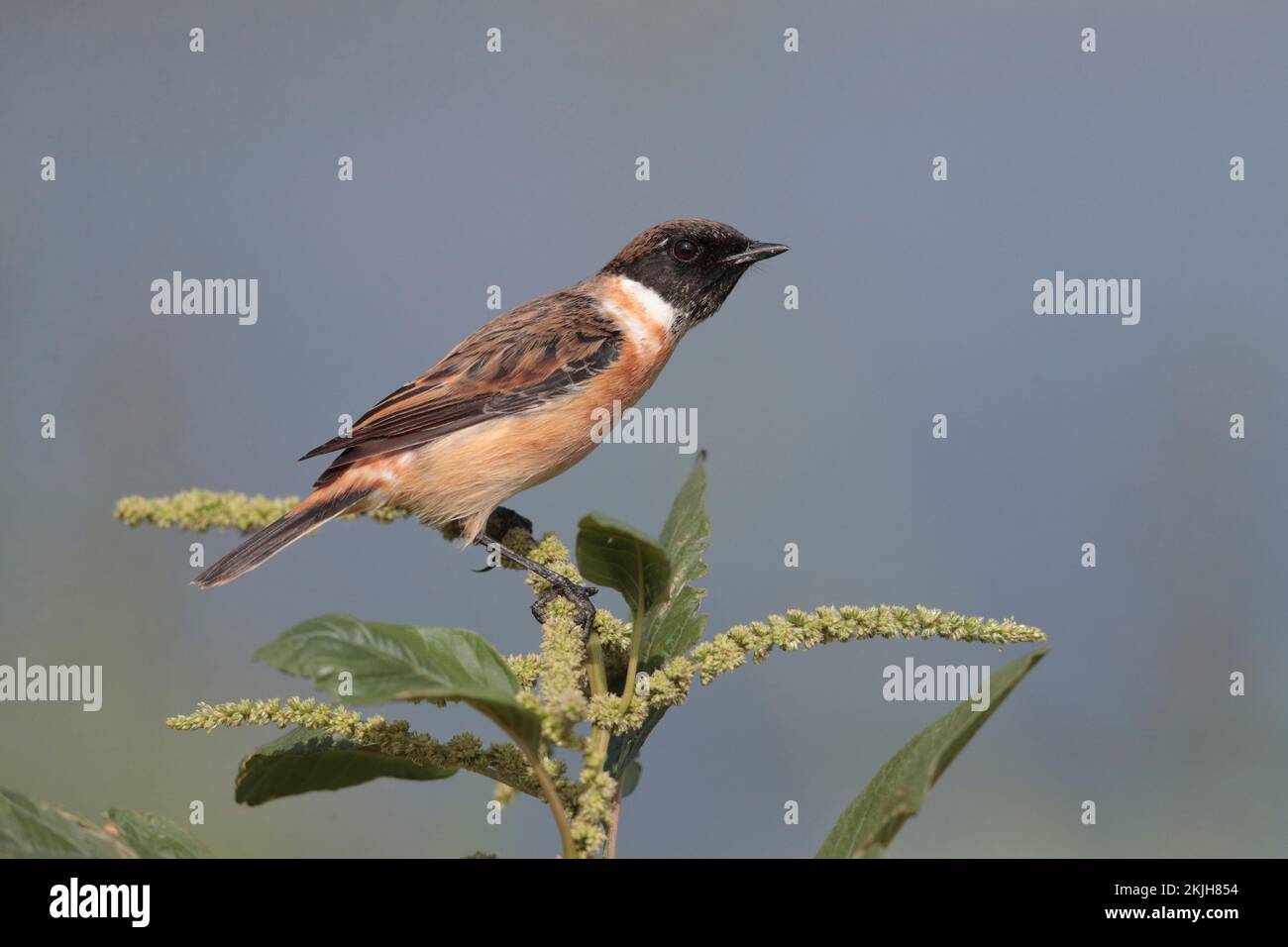 Amour Stonechat (Saxicola stejnegeri), oiseau unique perché sur la végétation, réserve naturelle de mai po, nouveaux Territoires, Hong Kong, Chine novembre 2022 Banque D'Images