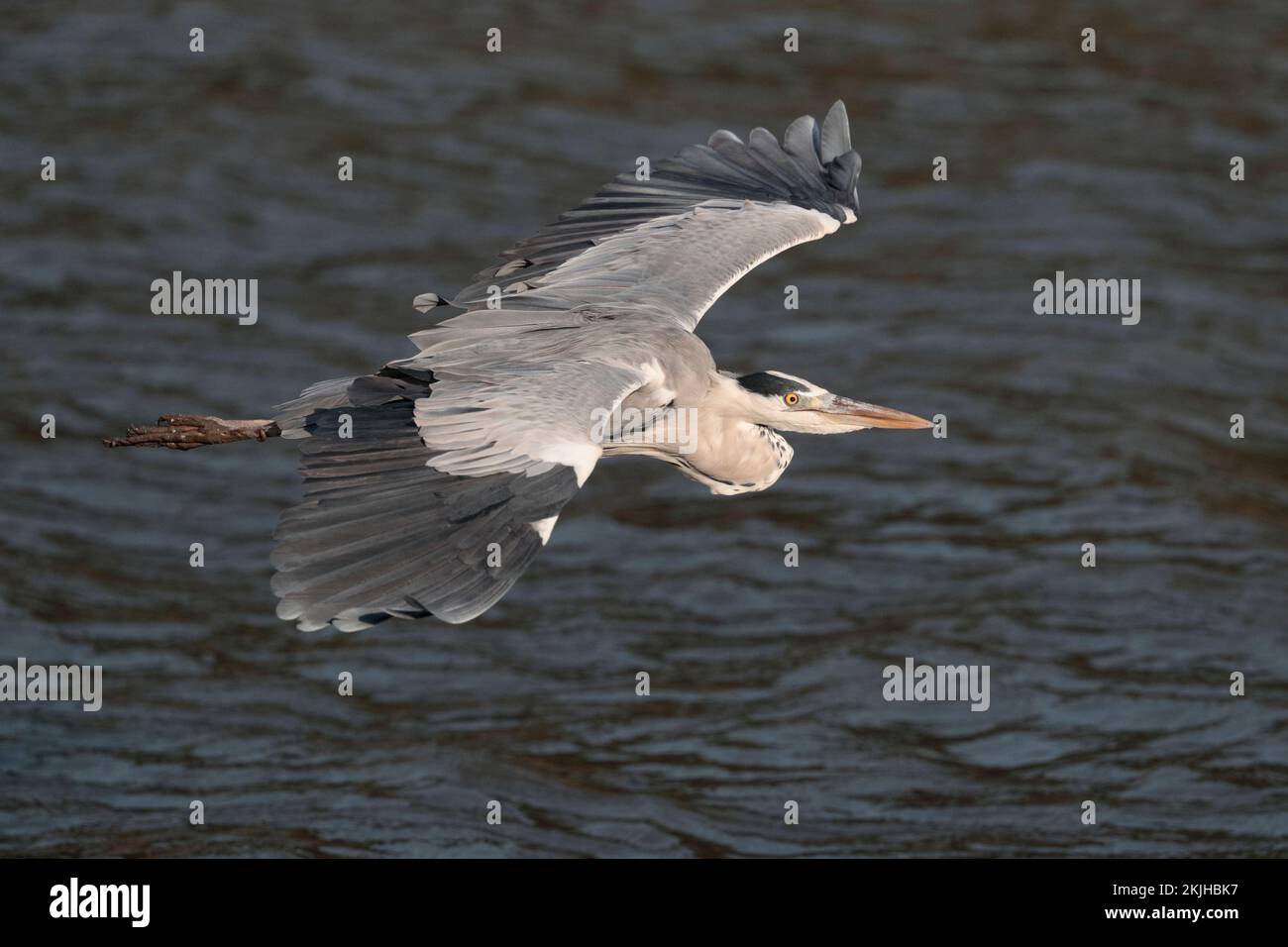 Héron gris (Ardea cinerea), vue latérale, oiseau unique en vol, Nam sang Wai, nouveaux Territoires, Hong Kong 31 oct 2022 Banque D'Images