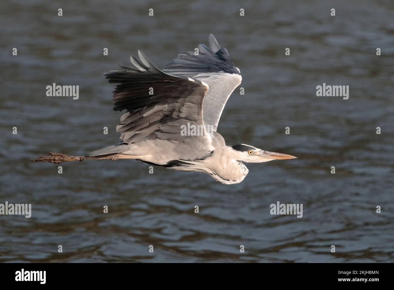 Héron gris (Ardea cinerea), vue latérale, oiseau unique en vol, Nam sang Wai, nouveaux territoires, Hong Kong, Chine 31 octobre 2022 Banque D'Images