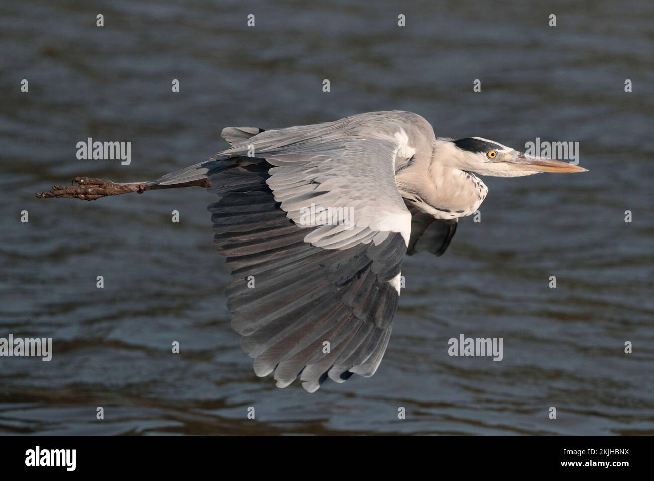 Héron gris (Ardea cinerea), vue latérale, oiseau unique en vol, Nam sang Wai, nouveaux Territoires, Hong Kong 31 oct 2022 Banque D'Images