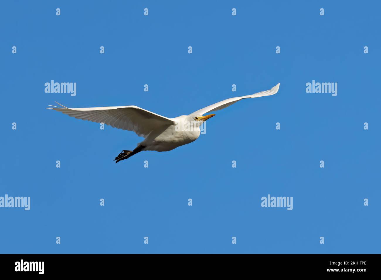 Un grand aigreet (Ardea alba) en vol avec des ailes ouvertes contre un ciel bleu, Afrique du Sud Banque D'Images
