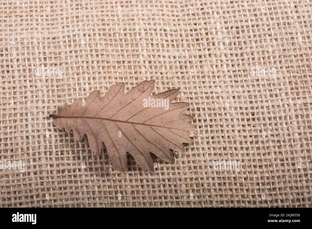Une feuille sèche séparée des temps d'automne Banque D'Images