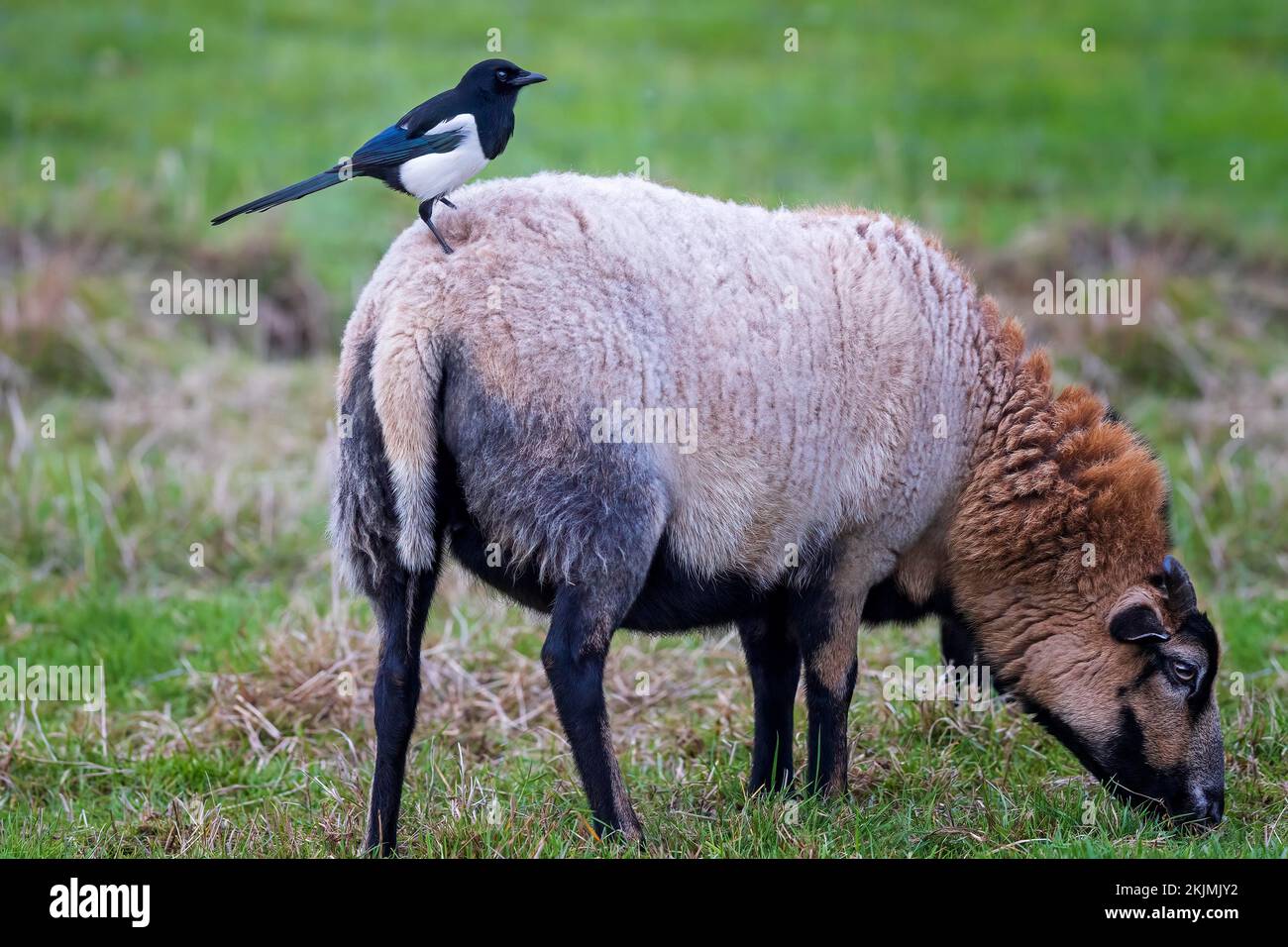 Magpie européenne (Pica pica) assise sur un mouton, pâturage de mouton, prés de la plaine inondable d'Elbe, Moyen Elbe, Sachen-Anhalt, Allemagne, Europe Banque D'Images