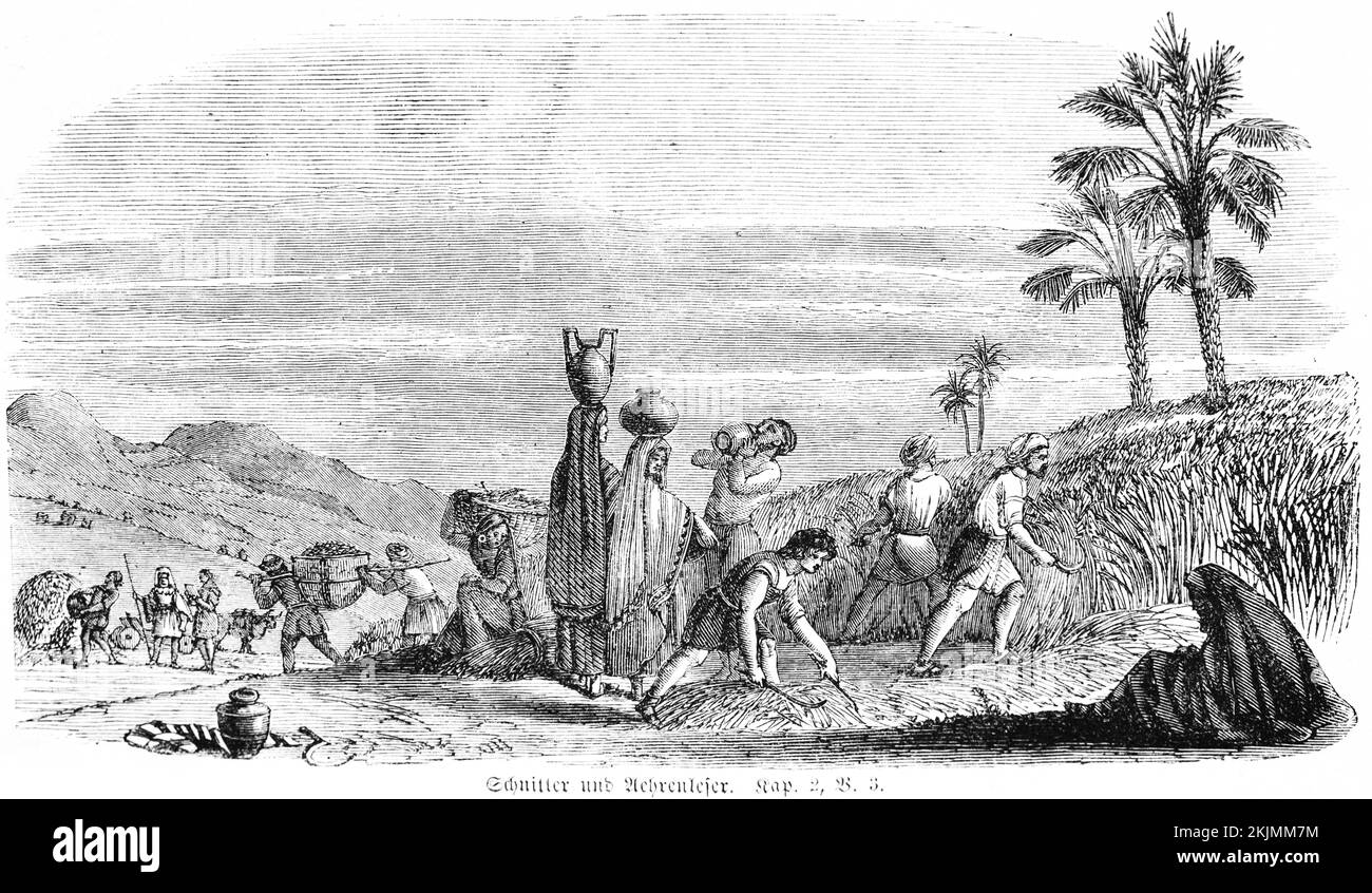 Moissonneuses-batteuses, agriculture, travail, grain, coupe, vendange, raisins, millésime, pichet d'argile, femme, Hommes, paysage, montagnes, Bible, Old Test Banque D'Images