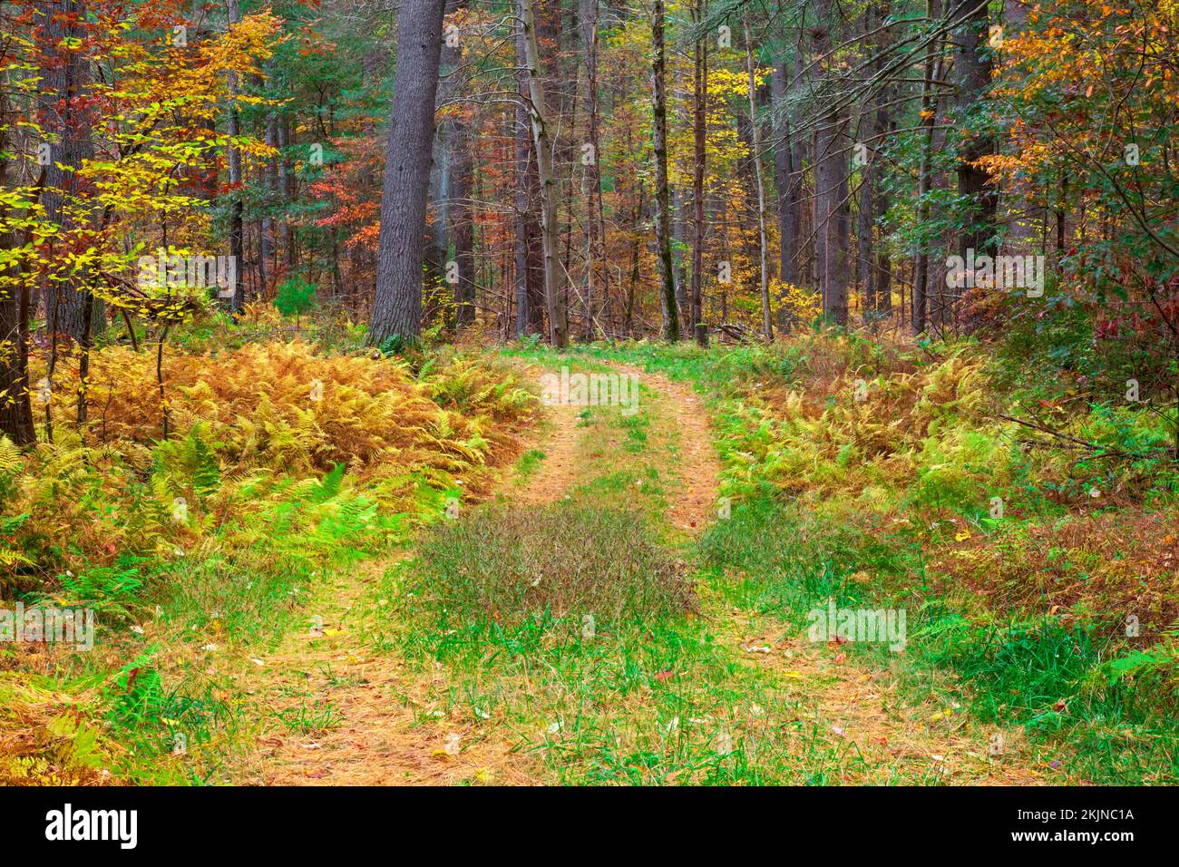 Une route boisée à Autum dans les montagnes Pocono de Pennsylvanie. Banque D'Images