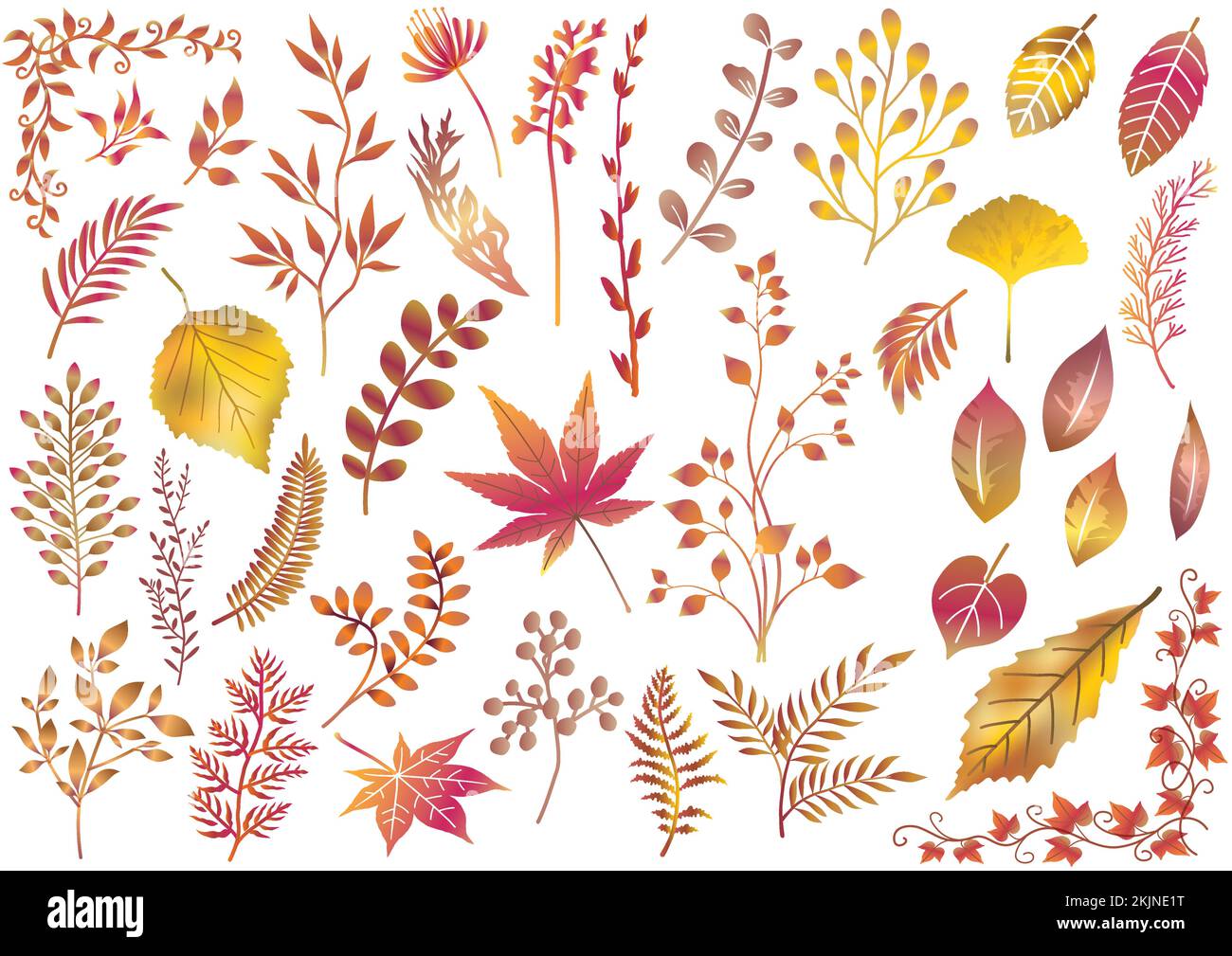 Ensemble d'éléments botaniques d'automne isolés sur Un fond blanc. Illustration vectorielle. Illustration de Vecteur