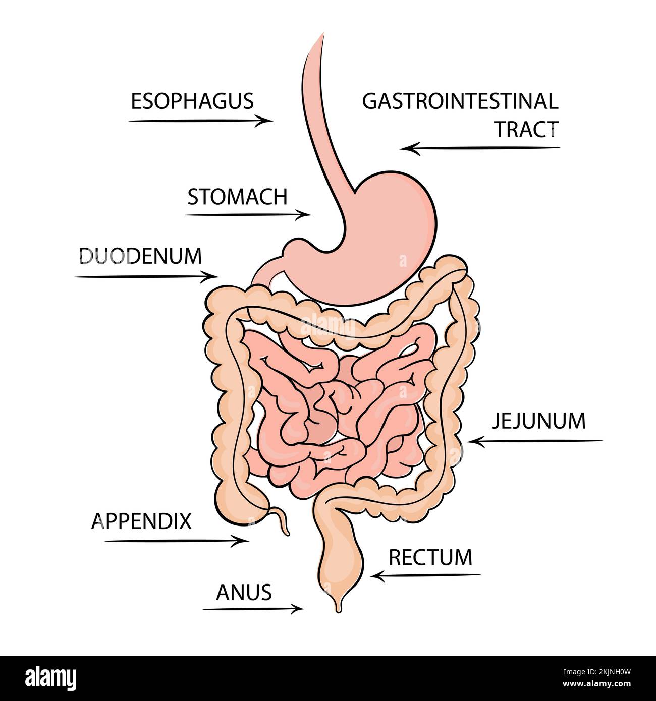 APPAREIL GASTRO-INTESTINAL médecine Schéma d'éducation Schéma vectoriel main humaine dessiner scénario jeu d'illustrations Illustration de Vecteur