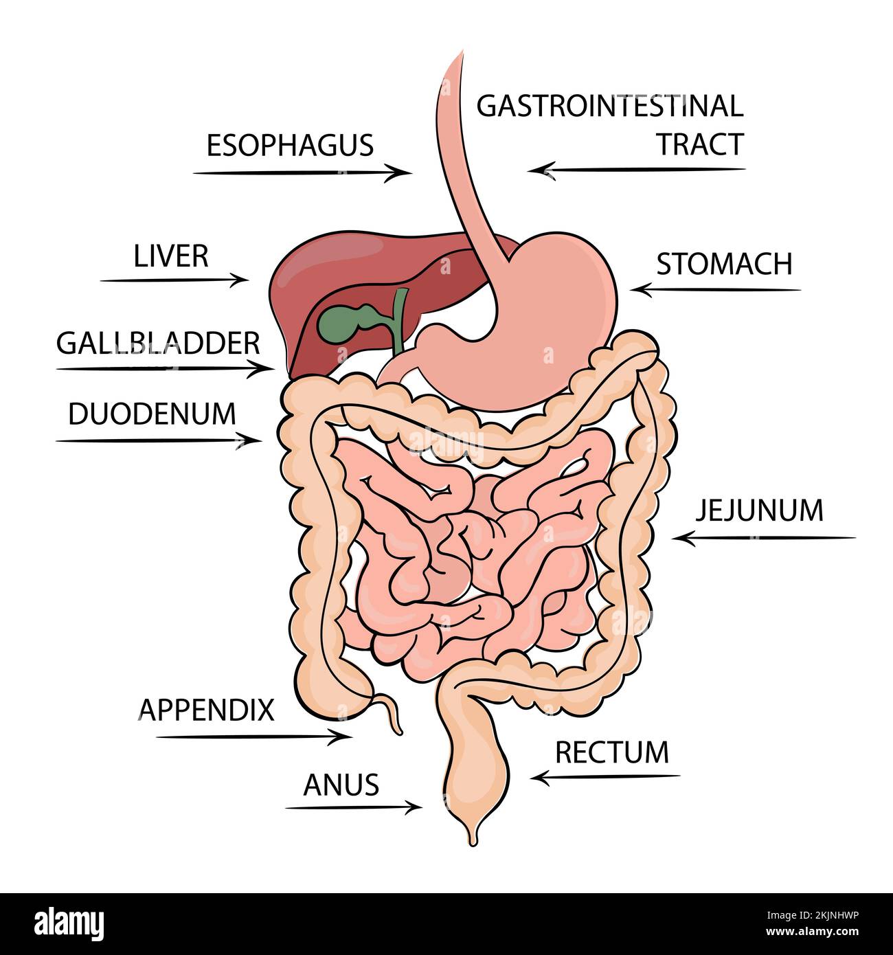 STRUCTURE DU TRACTUS GASTRO-INTESTINAL Schéma d'éducation médicale Schéma vectoriel jeu d'illustrations vectorielles dessinées à la main Illustration de Vecteur