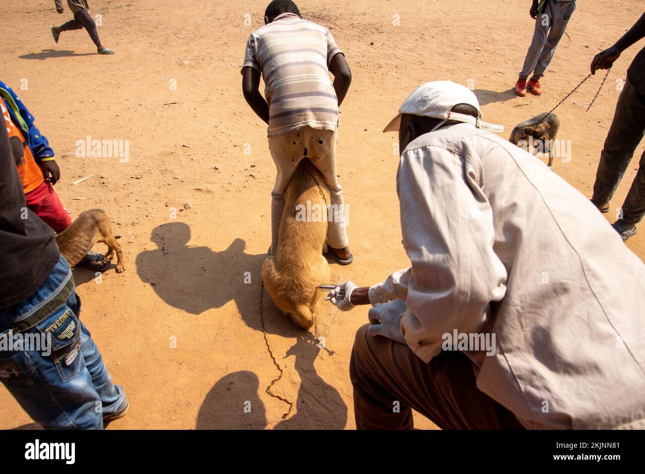 Début de la campagne de vaccination de masse lors de la Journée mondiale de la rage Banque D'Images