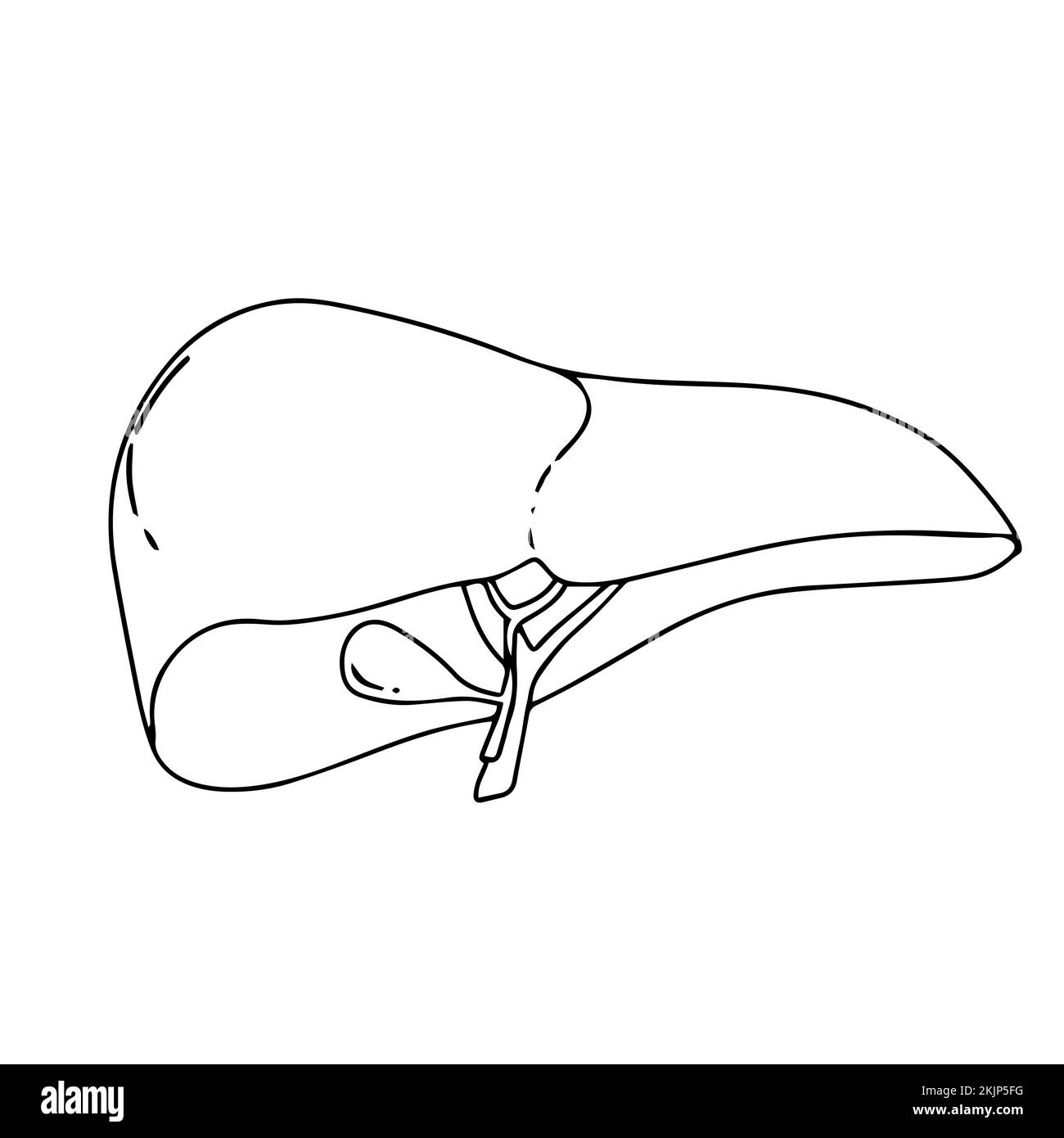 Structure anatomique du foie réaliste. Organe du système hépatique vectoriel, organe digestif de la vésicule biliaire. Foie humain pour les médicaments médicaux, la pharmacie et l'éducation des Illustration de Vecteur