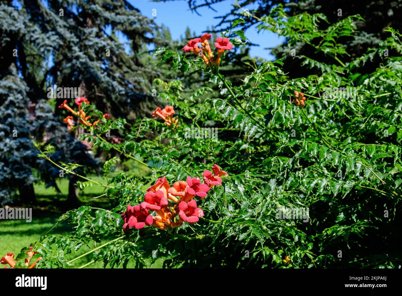 Beaucoup de fleurs rouges orange vif et de feuilles vertes de plante de Campsis radicans, communément connu comme la trompette ou le super-réducteur, la vache ou la vigne d'oiseau-colibris, Banque D'Images