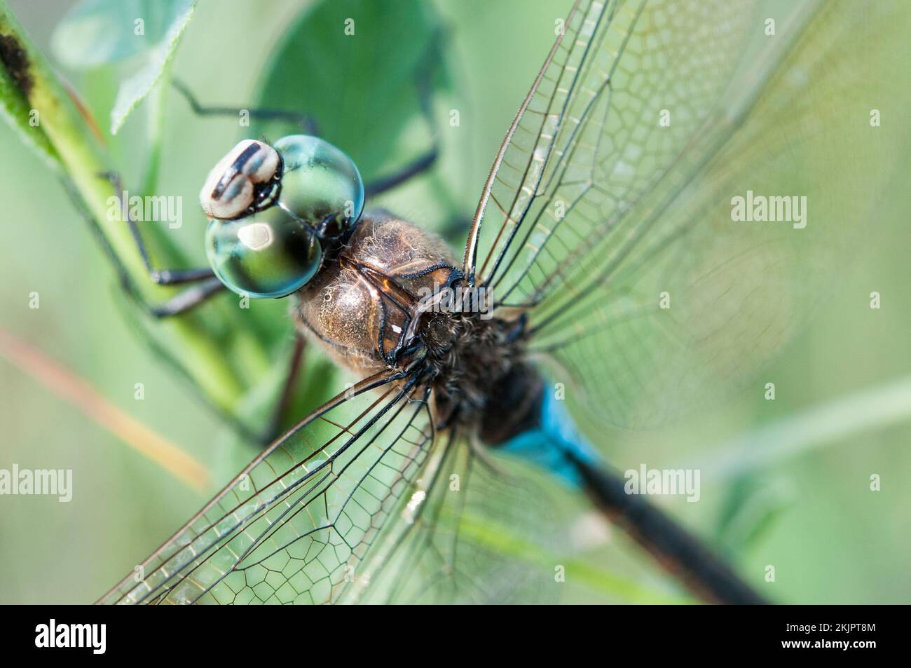Gros plan de l'insecte de libellule assis sur la photo de concept de plante Banque D'Images