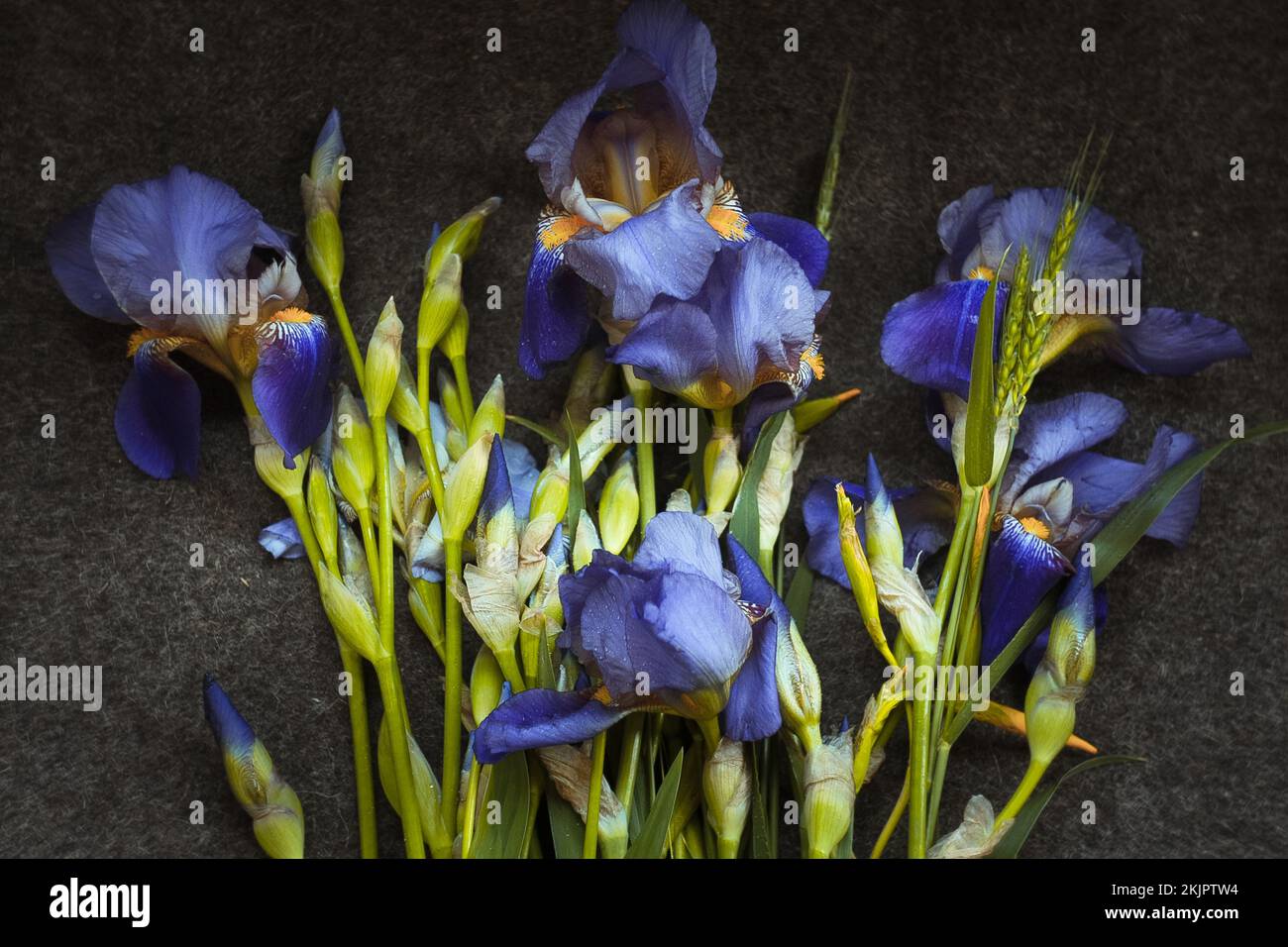 Gros plan sur le concept des iris Banque D'Images