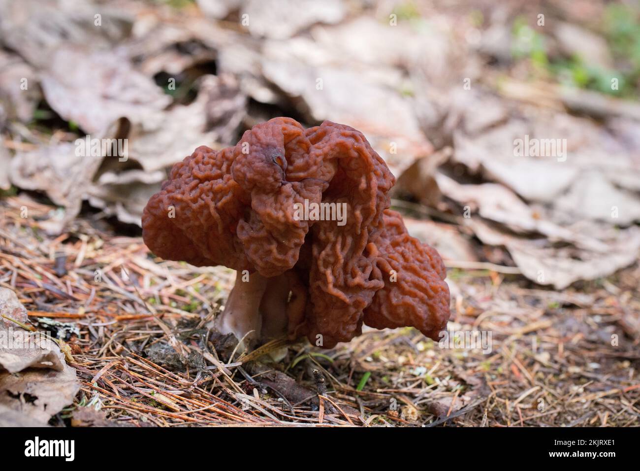 Une fausse mushroom Morel, Gyromitra esculenta, s'est retrouvée sur une pente de montagne au-dessus de la fourche sud du ruisseau Callahan, dans le comté de Lincoln, au Montana. Co Banque D'Images